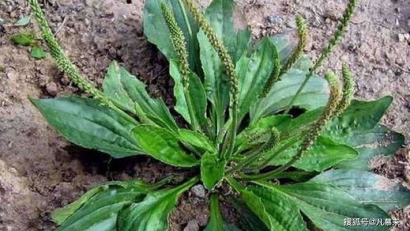 纯野生干货车前草蛤蟆叶车茶草干货新鲜中药材