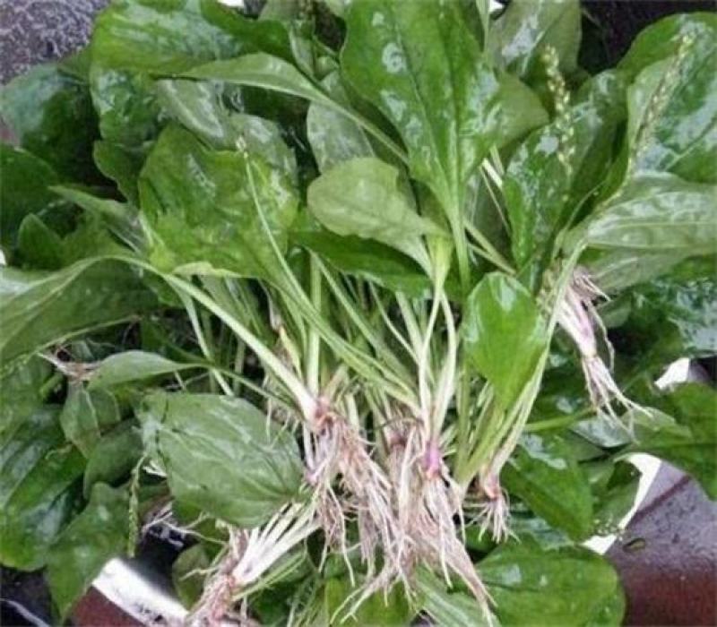 纯野生干货车前草蛤蟆叶车茶草干货新鲜中药材