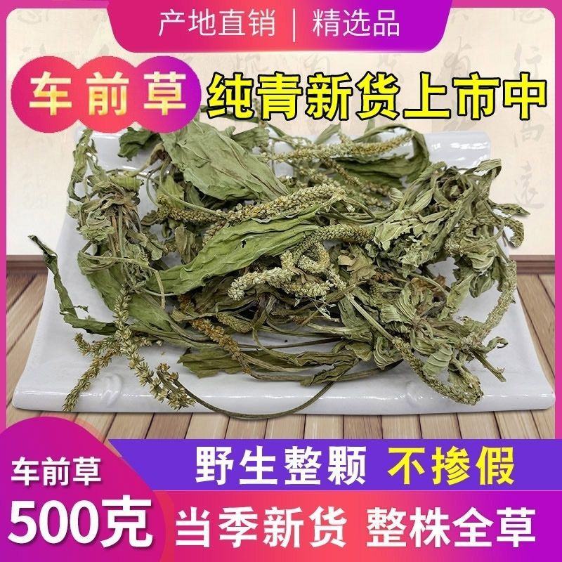 纯野生干货车前草蛤蟆叶车茶草干货新鲜中药材