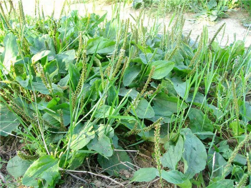 纯野生干货车前草蛤蟆叶车茶草干货新鲜中药材