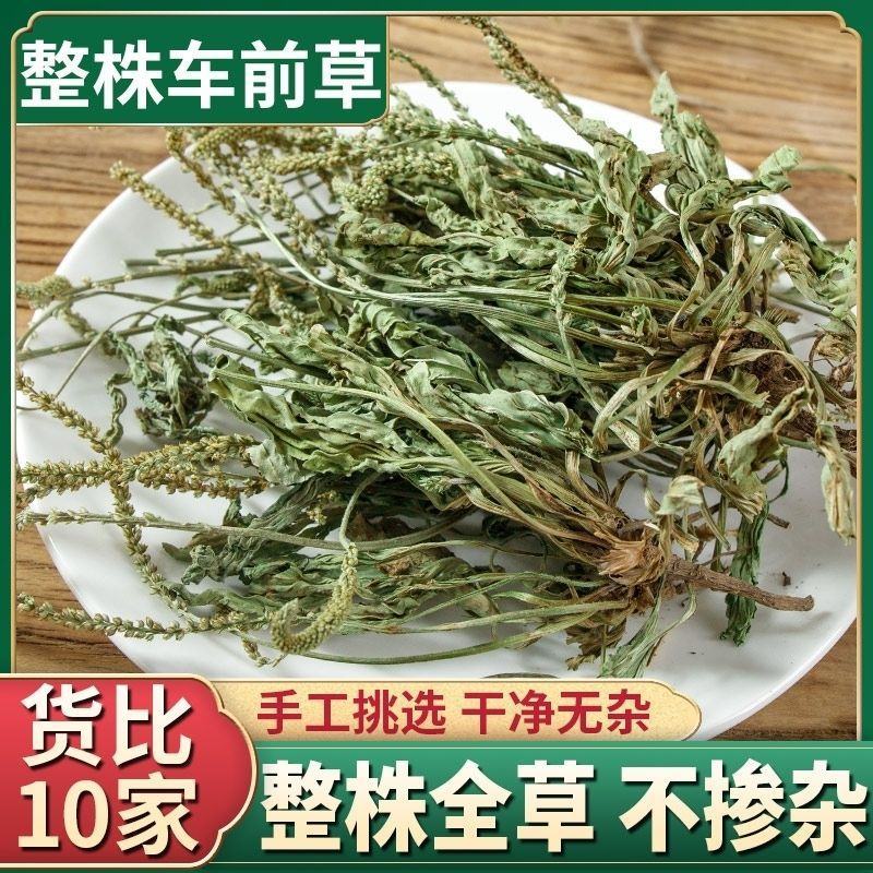 纯野生干货车前草蛤蟆叶车茶草干货新鲜中药材