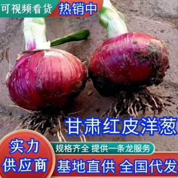 甘肃二红洋葱产地发货,物美价廉一手货源可提供一条龙服务