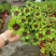 进口品种四叶草盆栽植物花卉新款懒人桌面阳台四叶草植物