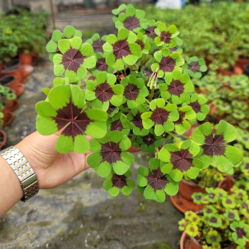 进口品种四叶草盆栽植物花卉新款懒人桌面阳台四叶草植物
