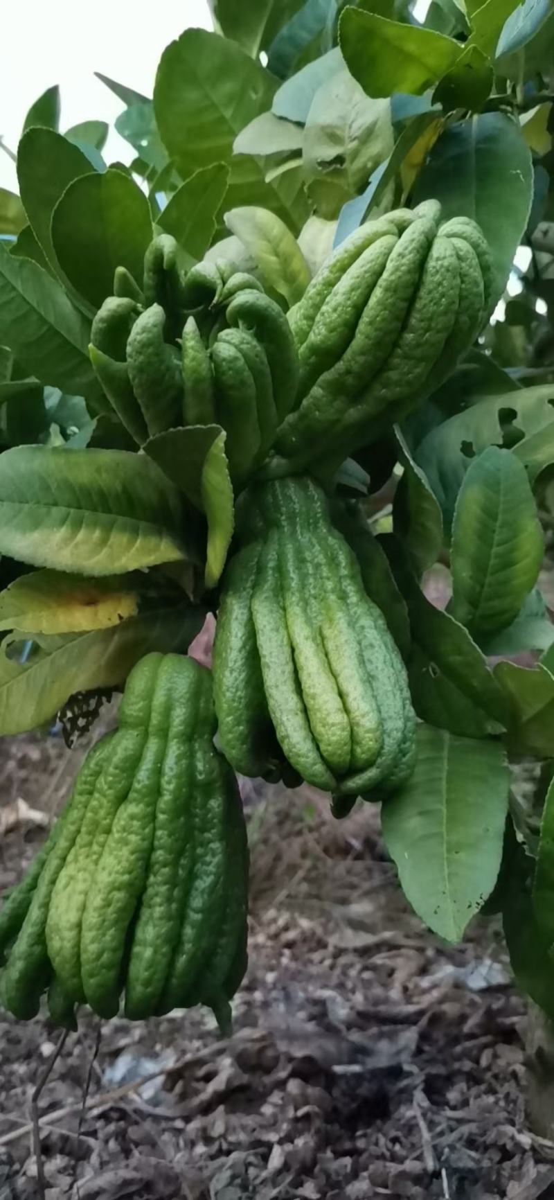 佛手果广佛手佛手柑药用价值高，统果观赏果量大从优