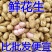 热销【大白沙鲜花生】沙地货大果，保质保量收代发全国