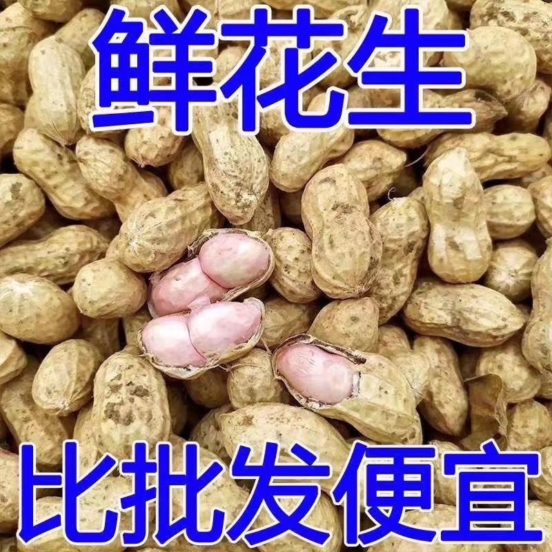 热销【大白沙鲜花生】沙地货大果，保质保量收代发全国