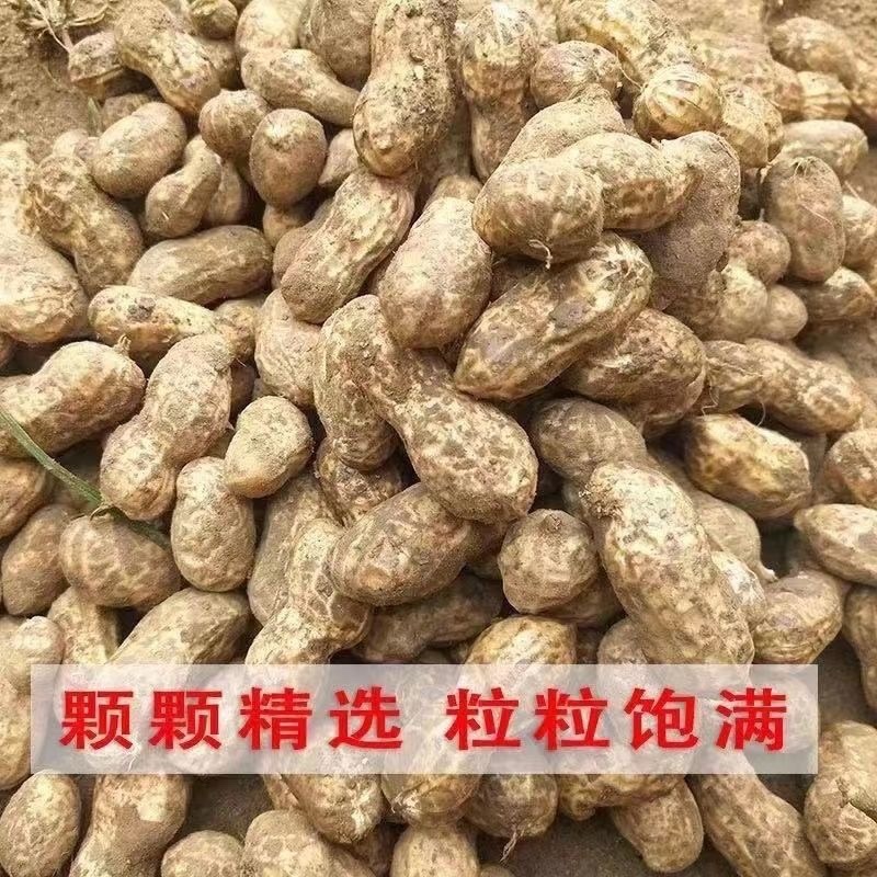 热销【大白沙鲜花生】沙地货大果，保质保量收代发全国