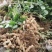 热销【大白沙鲜花生】沙地货大果，保质保量收代发全国
