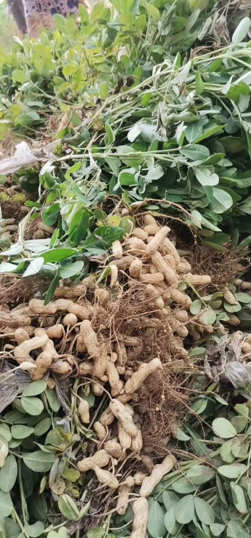 热销【大白沙鲜花生】沙地货大果，保质保量收代发全国