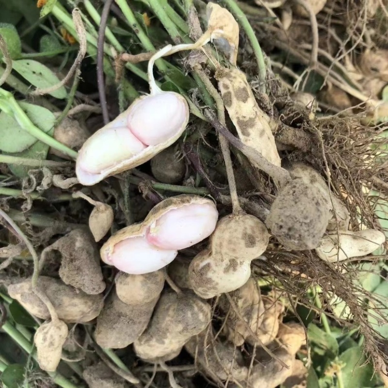 热销【大白沙鲜花生】沙地货大果，保质保量收代发全国