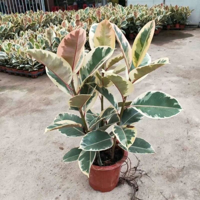 花叶金刚花叶彩叶橡皮树花金刚盆栽室外室内客厅绿植花卉