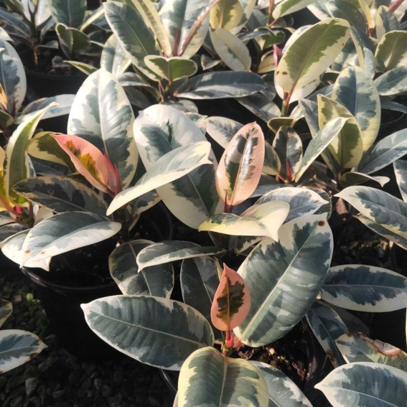 花叶金刚花叶彩叶橡皮树花金刚盆栽室外室内客厅绿植花卉