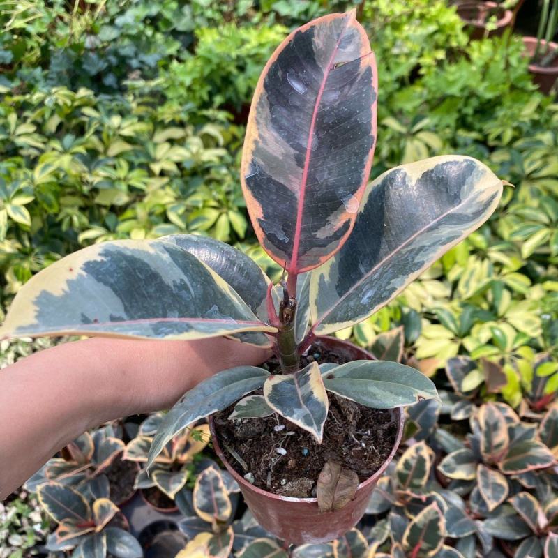 花叶金刚花叶彩叶橡皮树花金刚盆栽室外室内客厅绿植花卉