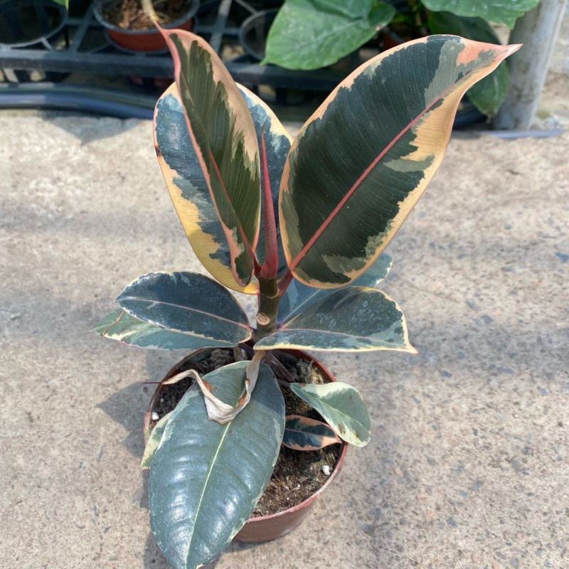 花叶金刚花叶彩叶橡皮树花金刚盆栽室外室内客厅绿植花卉