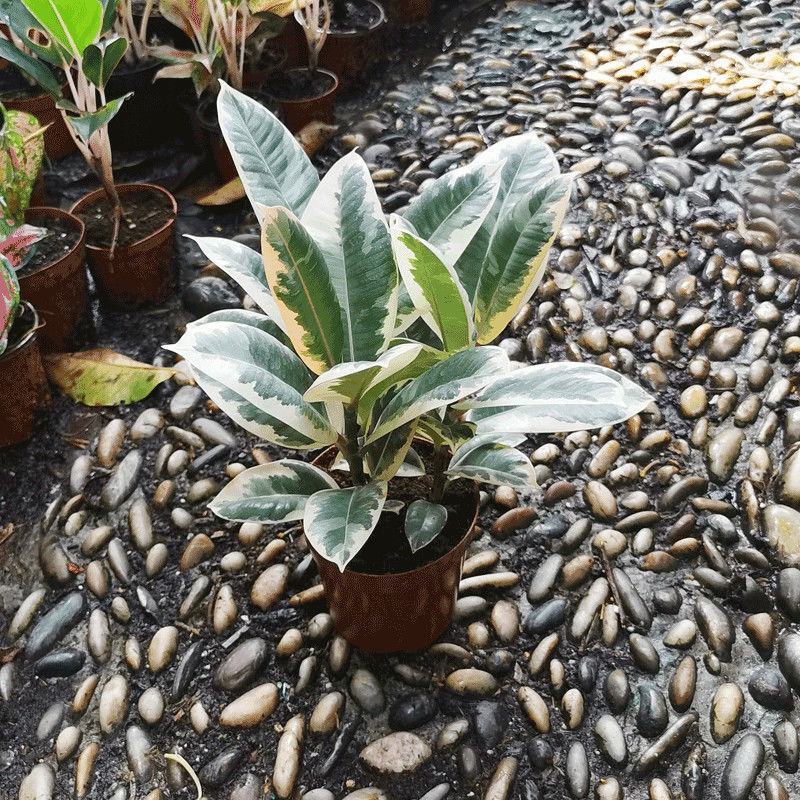 花叶金刚花叶彩叶橡皮树花金刚盆栽室外室内客厅绿植花卉