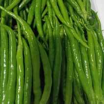 陕西洛南精品二荆条，高山辣椒，陕西辣椒陕西二荆条