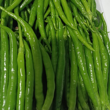 陕西洛南精品二荆条，高山辣椒，陕西辣椒陕西二荆条
