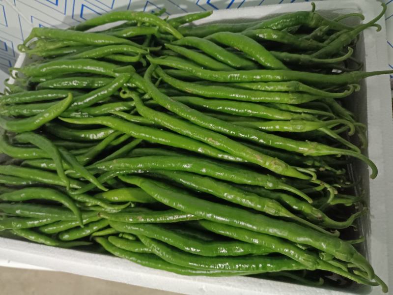 陕西洛南精品二荆条，高山辣椒，陕西辣椒陕西二荆条