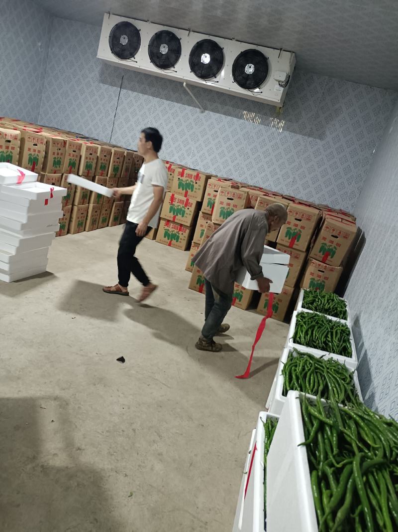 陕西洛南精品二荆条，高山辣椒，陕西辣椒陕西二荆条