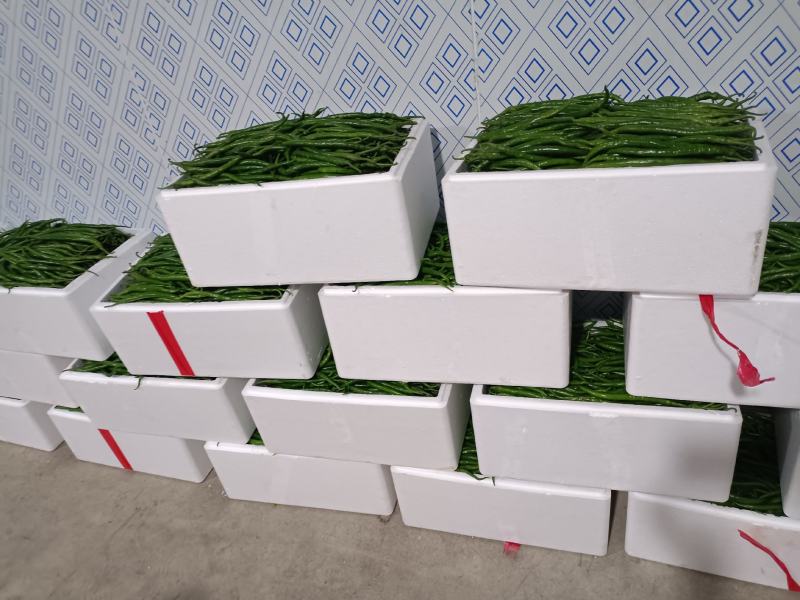 陕西洛南精品二荆条，高山辣椒，陕西辣椒陕西二荆条