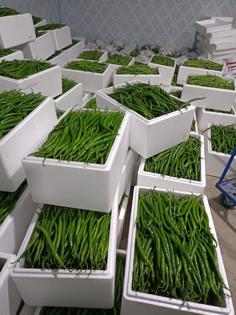 陕西洛南精品二荆条，高山辣椒，陕西辣椒陕西二荆条