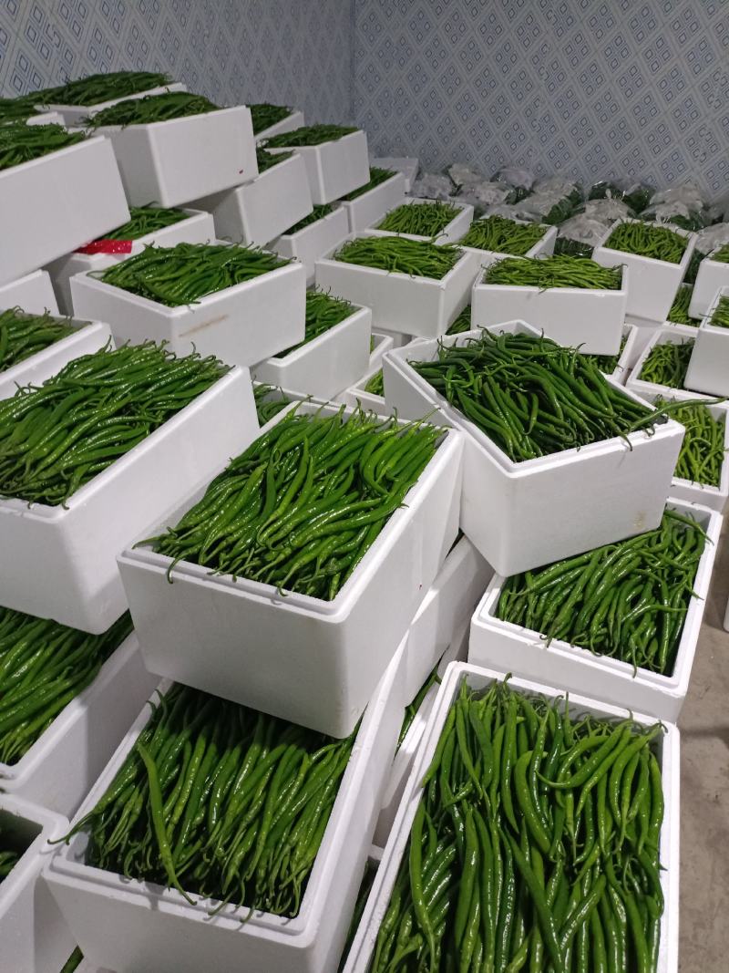陕西洛南精品二荆条，高山辣椒，陕西辣椒陕西二荆条