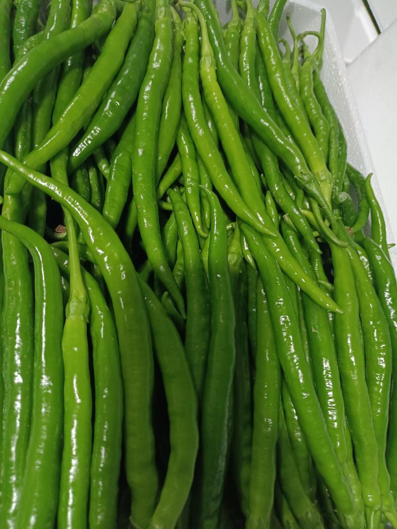 陕西洛南精品二荆条，高山辣椒，陕西辣椒陕西二荆条
