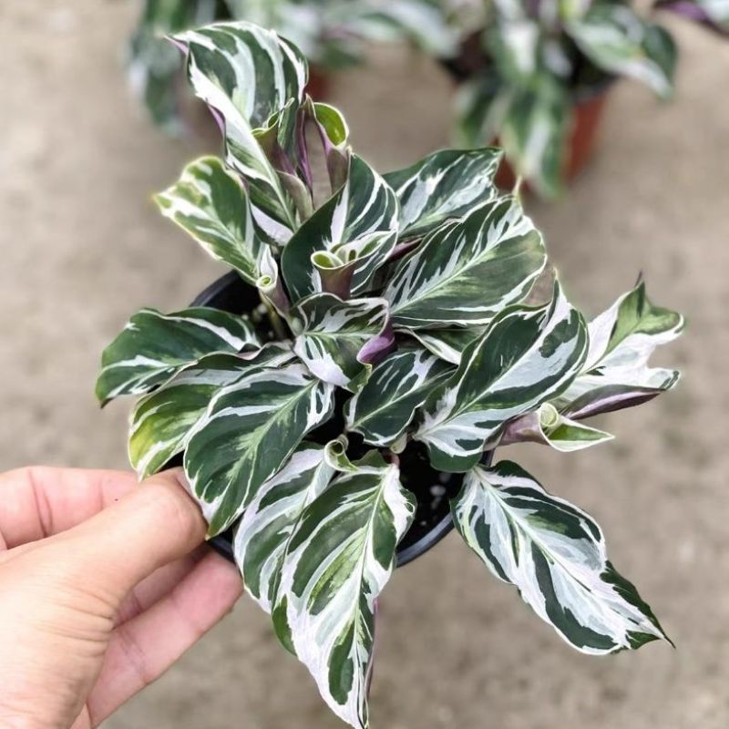白油画竹芋室内观叶绿植办公室桌面盆栽阳台花卉观叶北欧风
