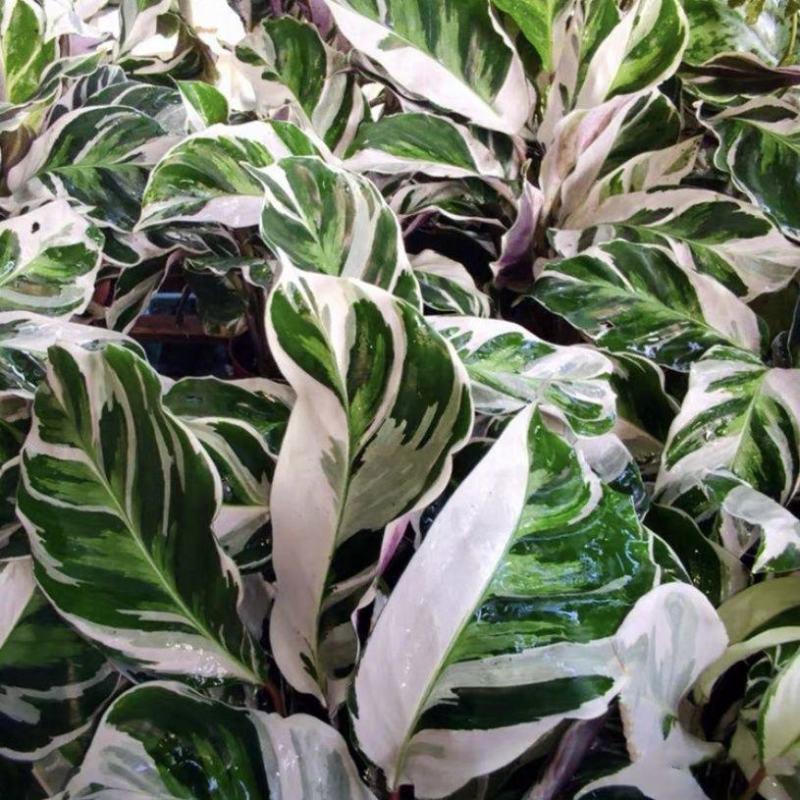 白油画竹芋室内观叶绿植办公室桌面盆栽阳台花卉观叶北欧风