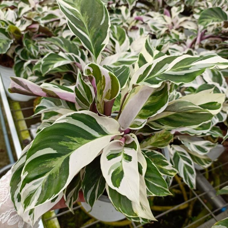 白油画竹芋室内观叶绿植办公室桌面盆栽阳台花卉观叶北欧风