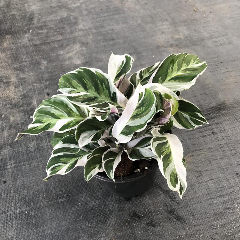 白油画竹芋室内观叶绿植办公室桌面盆栽阳台花卉观叶北欧风