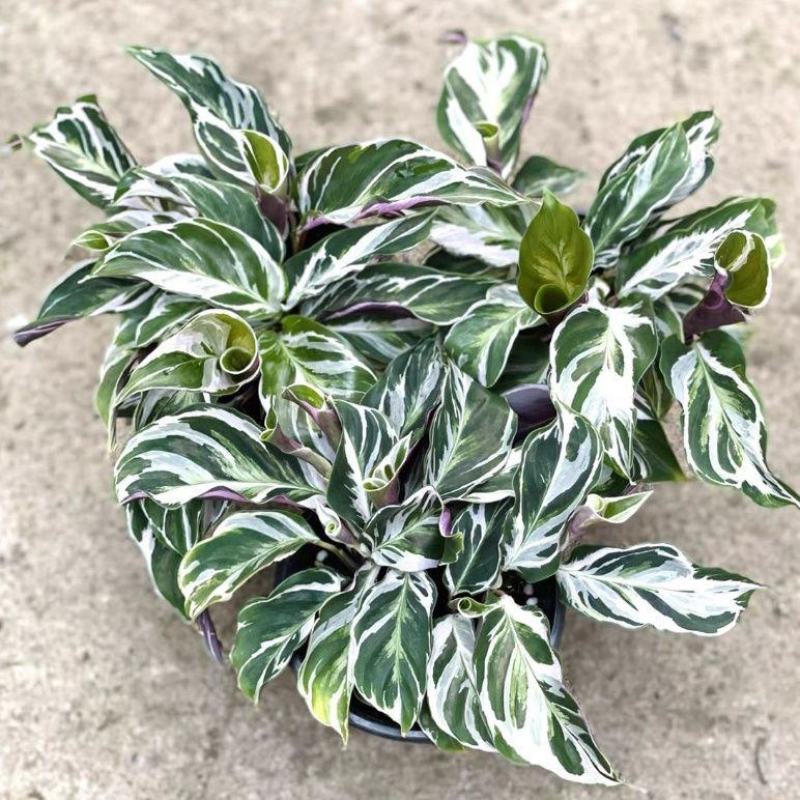 白油画竹芋室内观叶绿植办公室桌面盆栽阳台花卉观叶北欧风