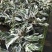 白油画竹芋室内观叶绿植办公室桌面盆栽阳台花卉观叶北欧风