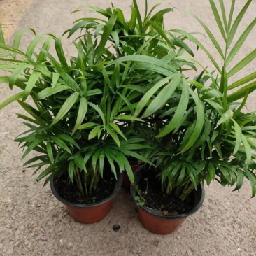 富贵椰子树植物室内办公室客厅水培绿植花卉袖珍椰子盆栽