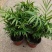 富贵椰子树植物室内办公室客厅水培绿植花卉袖珍椰子盆栽