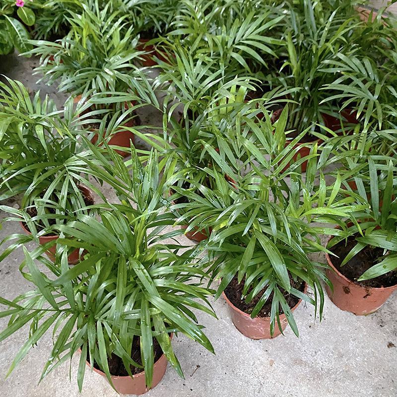 富贵椰子树植物室内办公室客厅水培绿植花卉袖珍椰子盆栽