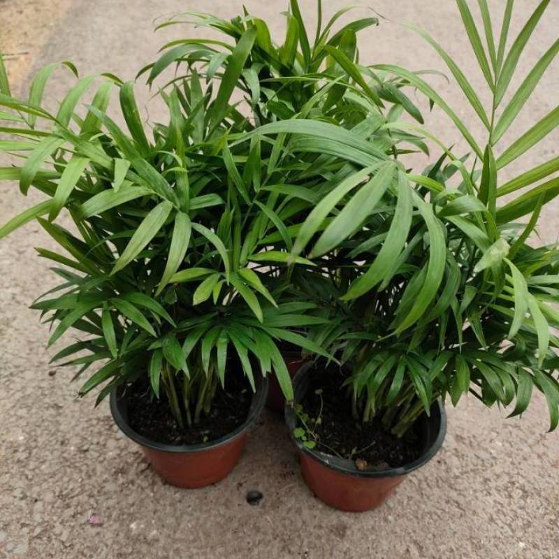 富贵椰子树植物室内办公室客厅水培绿植花卉袖珍椰子盆栽