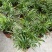 富贵椰子树植物室内办公室客厅水培绿植花卉袖珍椰子盆栽