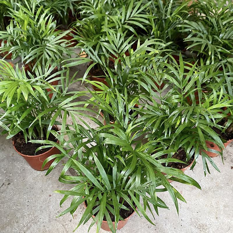 富贵椰子树植物室内办公室客厅水培绿植花卉袖珍椰子盆栽