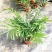 富贵椰子树植物室内办公室客厅水培绿植花卉袖珍椰子盆栽