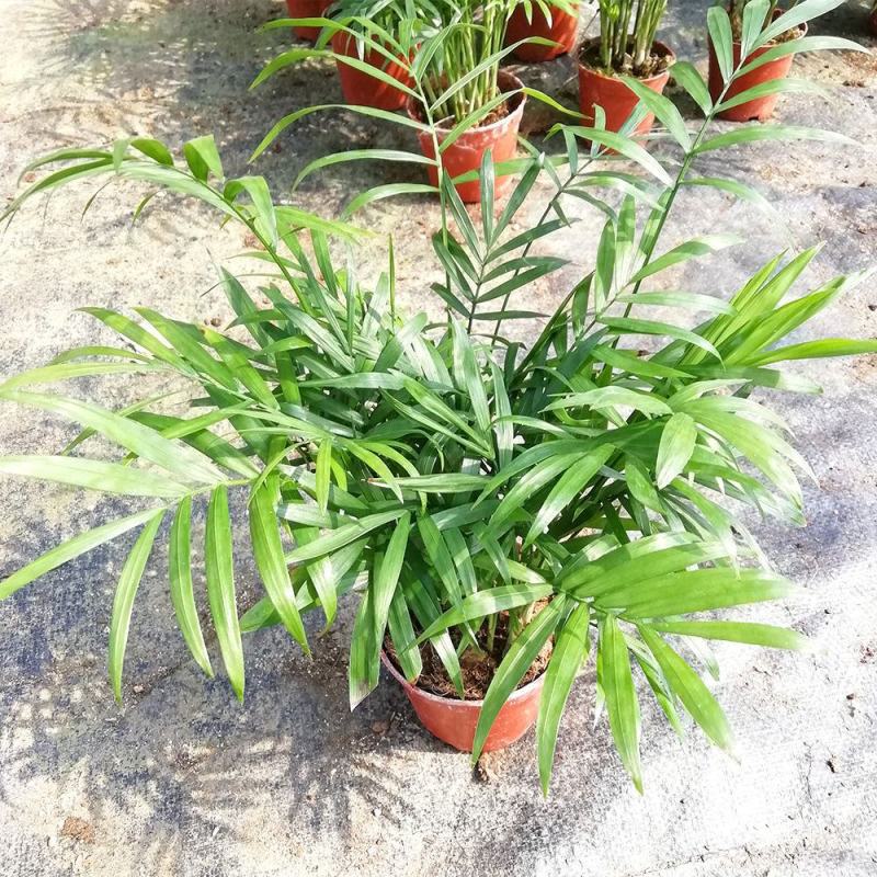富贵椰子树植物室内办公室客厅水培绿植花卉袖珍椰子盆栽