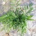 富贵椰子树植物室内办公室客厅水培绿植花卉袖珍椰子盆栽