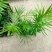 富贵椰子树植物室内办公室客厅水培绿植花卉袖珍椰子盆栽