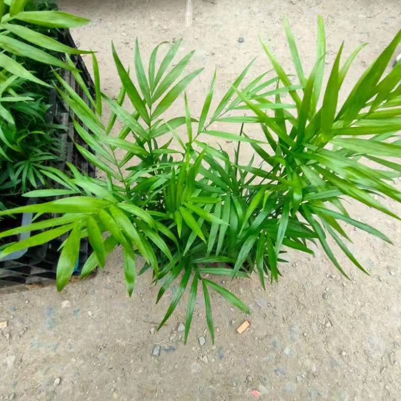 富贵椰子树植物室内办公室客厅水培绿植花卉袖珍椰子盆栽
