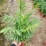富贵椰子树植物室内办公室客厅水培绿植花卉袖珍椰子盆栽