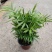 富贵椰子树植物室内办公室客厅水培绿植花卉袖珍椰子盆栽