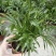 富贵椰子树植物室内办公室客厅水培绿植花卉袖珍椰子盆栽