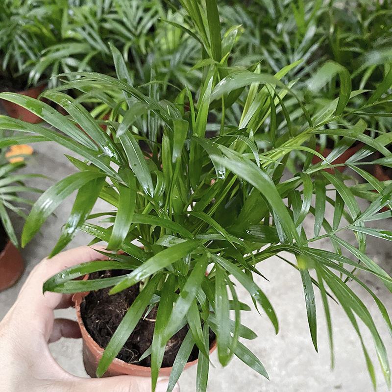 富贵椰子树植物室内办公室客厅水培绿植花卉袖珍椰子盆栽