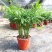 富贵椰子树植物室内办公室客厅水培绿植花卉袖珍椰子盆栽